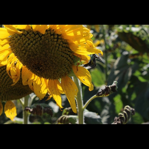 Meet your Posher, Grace - Picture 1 of 1